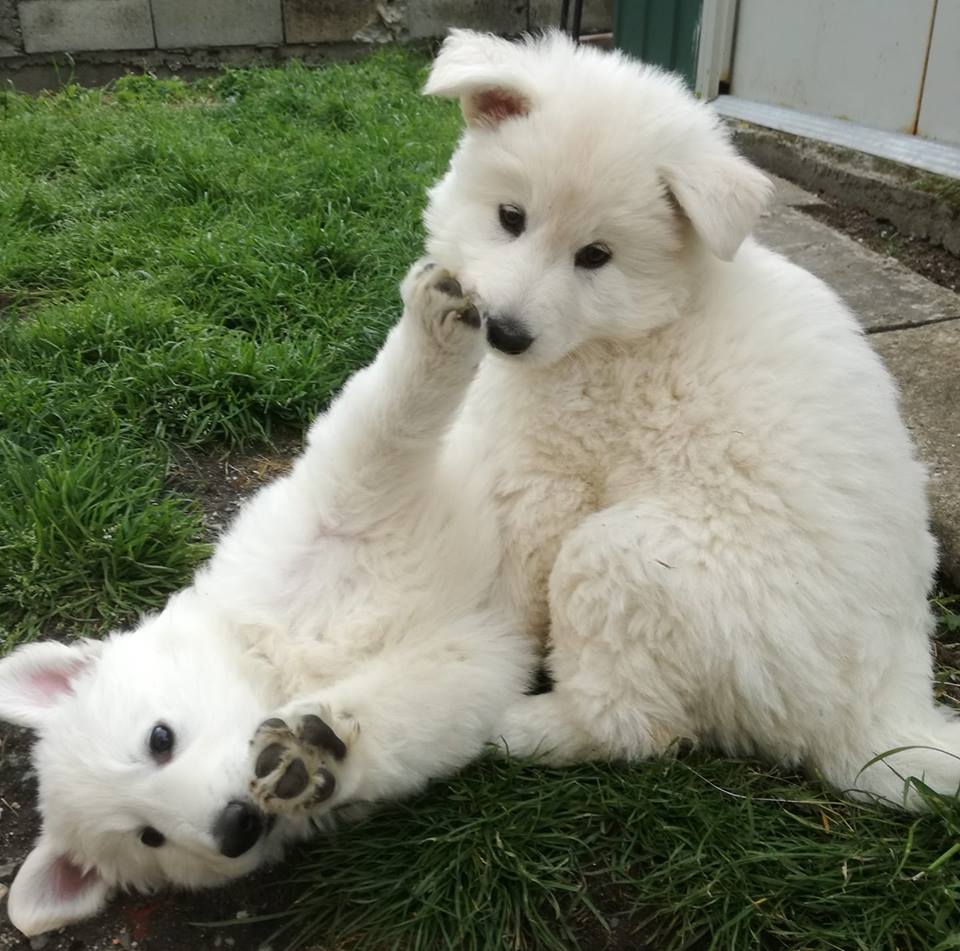 Les Pretties chiots bergers blancs suisses