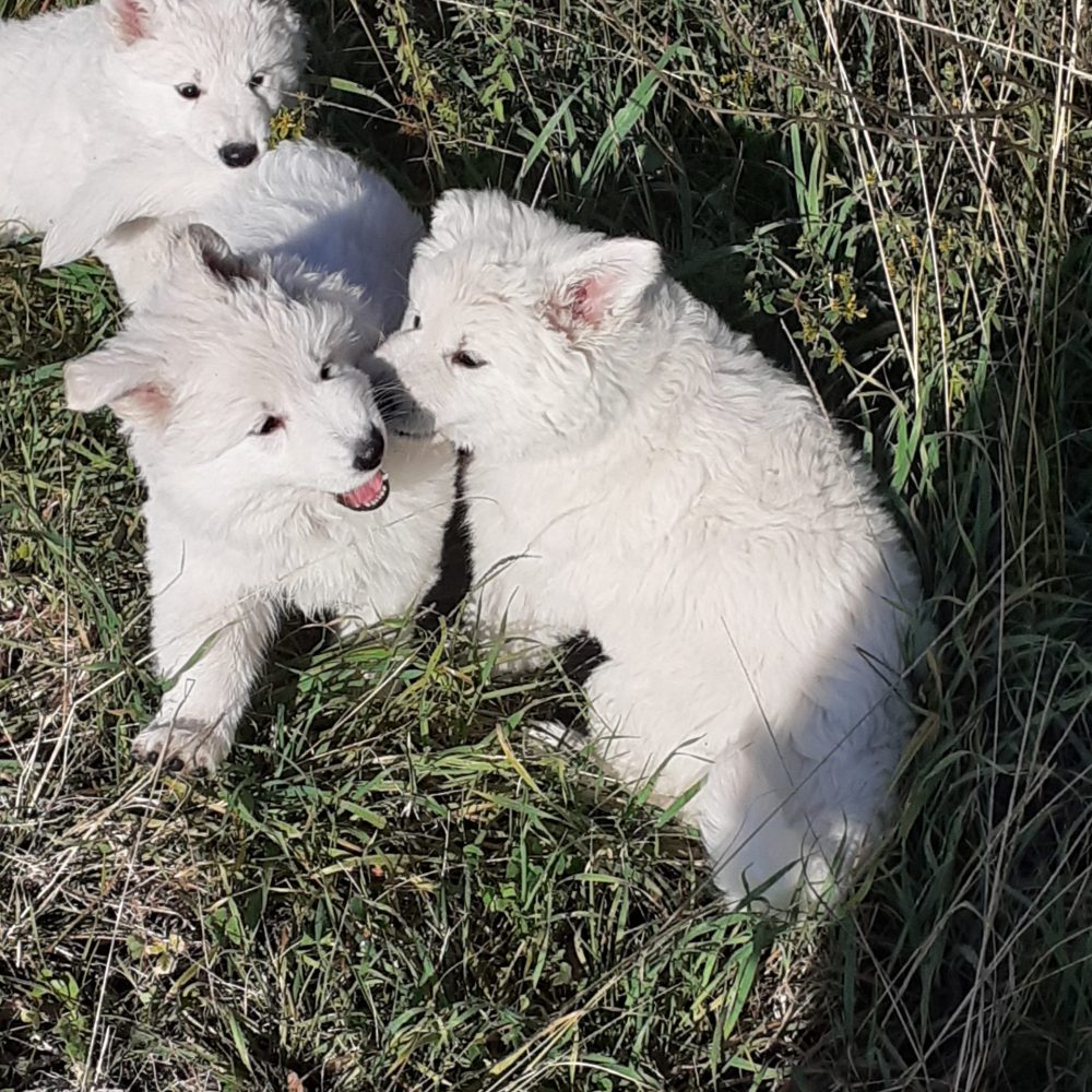 Les Rise of chiots bergers blancs suisses